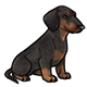 ChewytheDachshund.png
