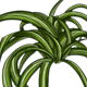SpiderPlant.png