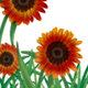 SunflowersRedForeground.png