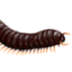 GiantMillipede.png