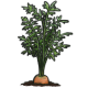 CarrotPlant.png