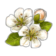 PearBlossoms.png