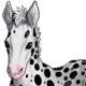 FoalStandingSpotted.png