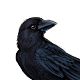 Crow.png