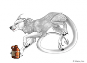 Jug of Maple Syrup - The Wajas Wiki